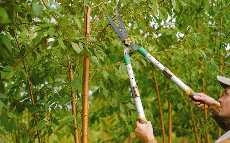Tree trimming in Bolingbrook, IL